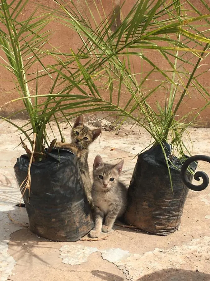 نزل مراكشفي Casa Medina Marrakech بيت شباب مراكش